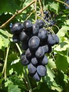  Vitis  vinifera'Black  Magic'  CLT5