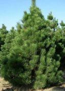  Pinus nigra var.'Austriaca' CLT30 feketefeny