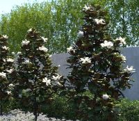  Magnolia gran.'Little Gem' CLT25 nagyvirg liliomfa
