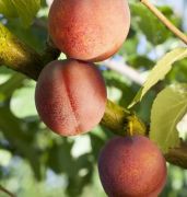  Prunus arm.'Ungarische Beste' CLT15 kajszibarack