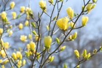  Magnolia acum.'Yellow Bird' CLT18 hegyeslevel liliomfa