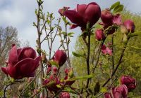  Magnolia 'Genie' LV9 MINI STANDARD liliomfa