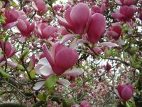  Magnolia soul.'Rustica Rubra' CLT18 nagyvirg liliomfa