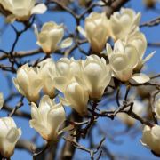  Magnolia denudata 'Yulan' CLT18 jlan liliomfa