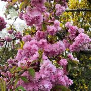  Prunus ser.'Kiku shidare zakura' japncseresznye