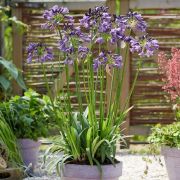  AGAPANTHUS POPPIN PURPLE (R) CLT. 4 hagyms nvny