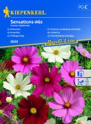 Kiepenkerl Sensations-Mix pillangvirg vetmag C'