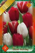  Tulipa Trio Easter Monday triumph tulipn virghagymk 2'