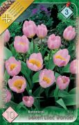  Tulipa Botanical Bakeri Lilac Wonder tulipn virghagymk 3'