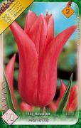  Tulipa Lily flowered Mariette tulipn virghagymk 2'