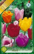  Tulipa Fringed mixed vegyes tulipn virghagymk 3'