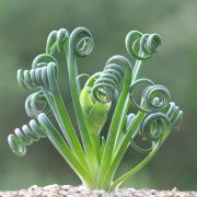  Albuca Spiralis vanlia illat spirl level hagyms 12 cm-es cserpben