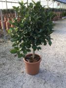  Ausztráliai fikusz Ficus Australis mini törzses Lv9
