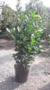  Prunus Laurocerasus Etna (R) bebérmeggy CLT10-es cserépben 80/100 cm