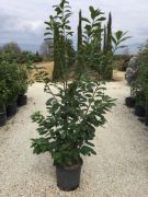  Babrmeggy vltozat Prunus La. 'Novita' CLT25 150/175 150/175 cm