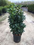  Babrmeggy vltozat Prunus Laurocerasus Etna CLT30 100/125 cm