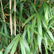  BAMBUSA METAKE (ARUNDINARIA JAP.) CLT. 10 Japn bambusz