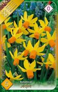  Narcissus Botanical Jetfire Nrcisz virghagymk 0'