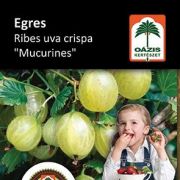 Oázis egres - Ribes uva crispa 