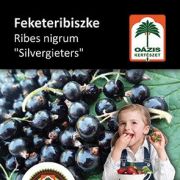 Oázis feketeribiszke - Ribes nigrum 