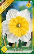  Narcissus Large Cupped Ice Follies Nrcisz virghagymk 1'