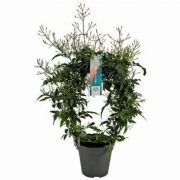  Jasminum polyanthum sokvirg jzmin 12 cm-es cserpben, kb. 30 cm magas