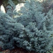  Juniperus  virg.'Grey  Owl'  LV18
