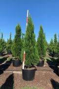  Juniperus  chin.'Spartan'  CLT18