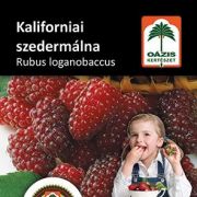 Oázis kaliforniai szedermálna - Rubus loganobaccus - konténeres, nagy, bordó termésű c2 40/50 (szállítás várhatóan Márciustól)