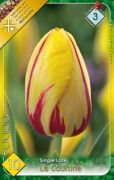  Tulipa Single Late La Courtine Tulipn virghagymk 3'