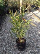  Leander Nerium Oleander CLT3