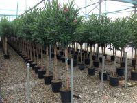  Magastörzsű leander Nerium Oleander törzses CLT15