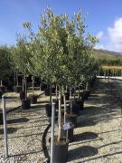  Magastörzsű olajfa Olea Europea (Olivi) CLT18 törzses