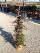  Magastrzs zld terl henyeborka Juniperus Hor.'Pr. Of Wales'Lv9 mini trzses