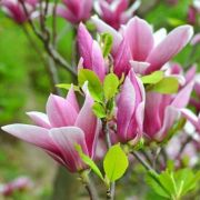  Magnolia George Henry Kern liliomfa 2 literes kontnerben