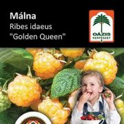 Oázis Málna - Ribes idaeus 