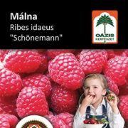 Oázis málna - Ribes idaeus 