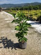  Nagyvirágú liliomfa (Magnólia) Magnolia Soul. CLT5