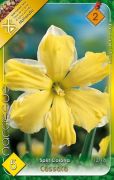  Narcissus Split Corona Cassata nrcisz virghagymk 2'