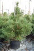  Pinus  nigra  var.'Austriaca'  CLT110