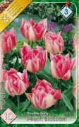  Tulipa Double Early Peach Blossom teltvirg tulipn virghagymk 3'