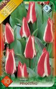  Tulipa Greigii Pinocchio Greigii tulipn virghagymk 3'
