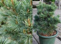  Pinus  parviflora  'Negishi'  CLT10 japn fehrfeny
