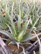  Pók aloé Aloe Spinosissima CLT3