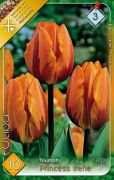  Tulipa Triumph Princess Irene Tulipn virghagymk 3'