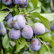  Prunus Domestica 