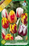  Tulipa Rembrandt Mixed vegyes tulipn virghagymk 3'