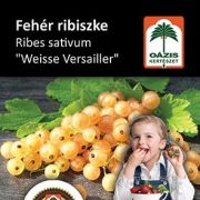 Oázis ribizli - Ribes sativa 