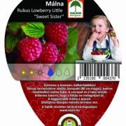 Oázis Balkon Málna – Rubus LL “Sweet Sister” (szállítás kb. Február 15-től)
