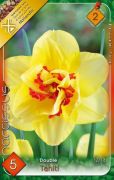  Narcissus Double Tahiti tulipn virghagymk 2'